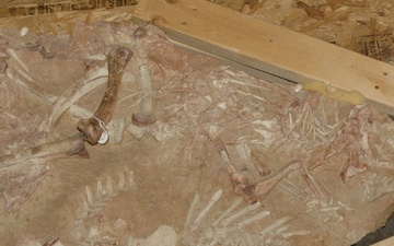 A 'raptor matrix'