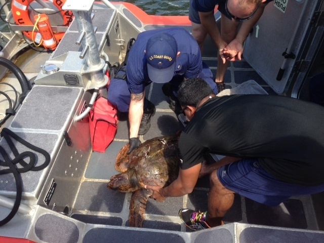 Coast Guard rescues injured sea turtle