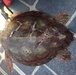 Coast Guard rescues injured sea turtle