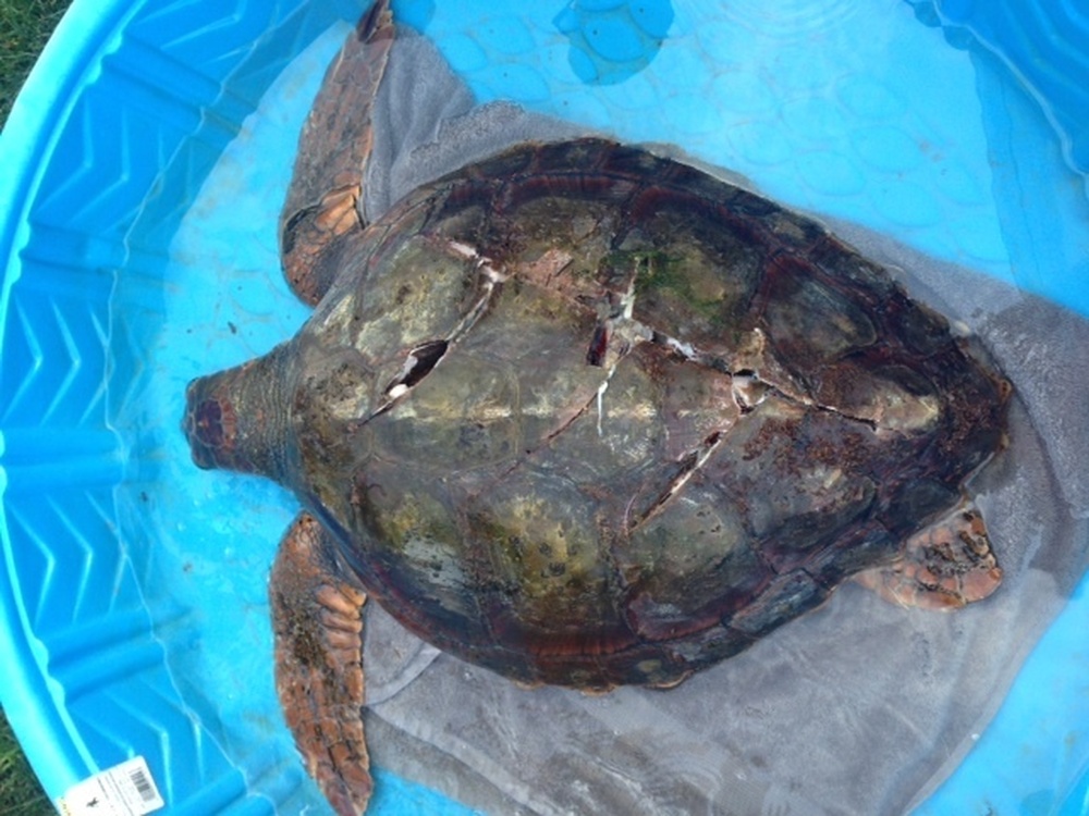 DVIDS - News - Coast Guard rescues injured sea turtle