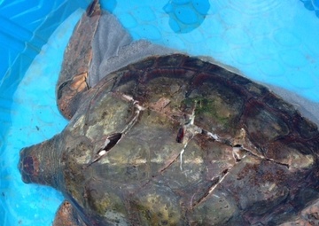 Coast Guard rescues injured sea turtle