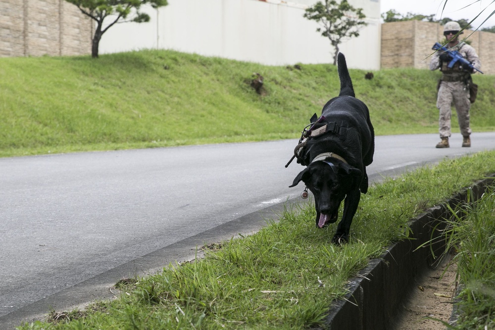 Paw Patrol: Military working dogs execute explosive detection training