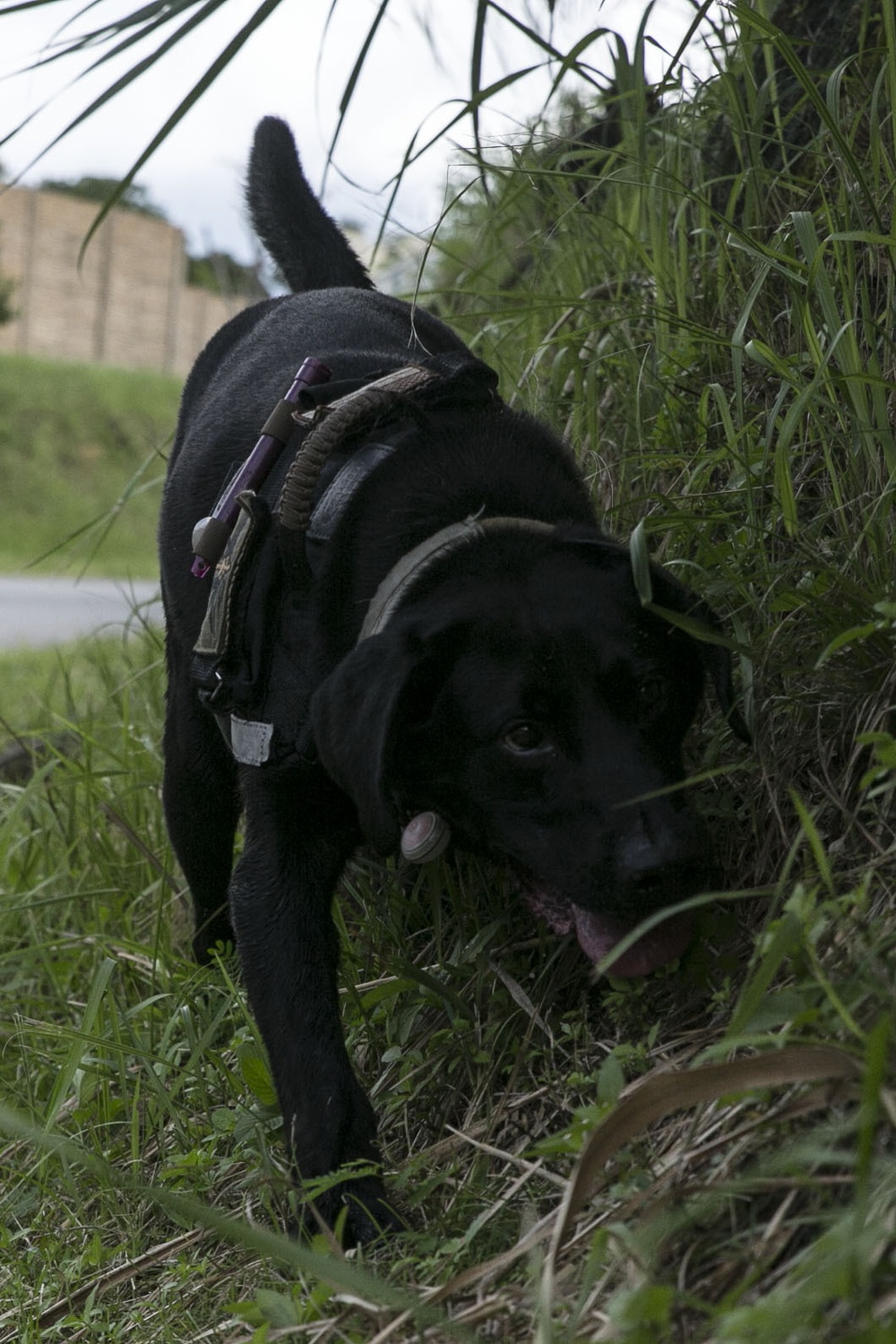 Paw Patrol: Military working dogs execute explosive detection training