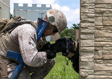 Paw Patrol: Military working dogs execute explosive detection training