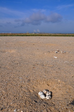 Bird Island - Savannah Harbor dredge disposal area 12A [Image 7 of 7]