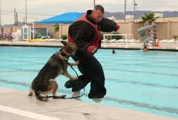 Dog Days: Aquatics aggression class at base training tank