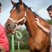 STAR Healing With Horses treats children with secondary PTSD