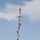 Five tall on the harness