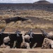 Austere environment offers Marines ideal training ground during RIMPAC exercise