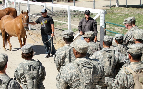 Learning how to exam equines