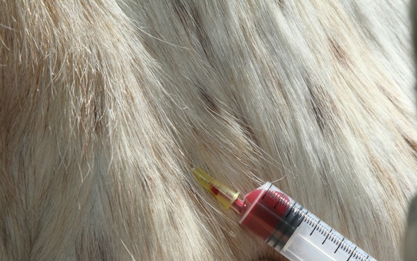 Drawing Lucy's blood