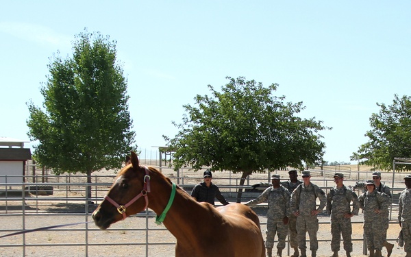 Soldiers learn how to examine a horse