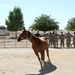Soldiers learn how to examine a horse