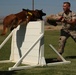 Dog Days: K-9 demo for Headquarters Battalion