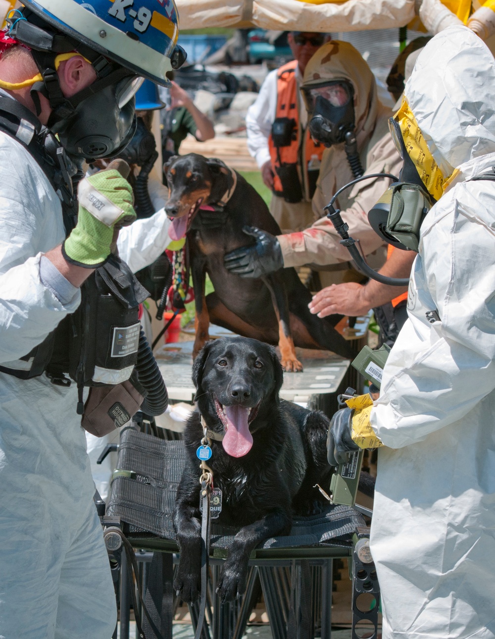Rescue Dogs get decontaminated after conducting search and rescue at Vibrant Response 2014
