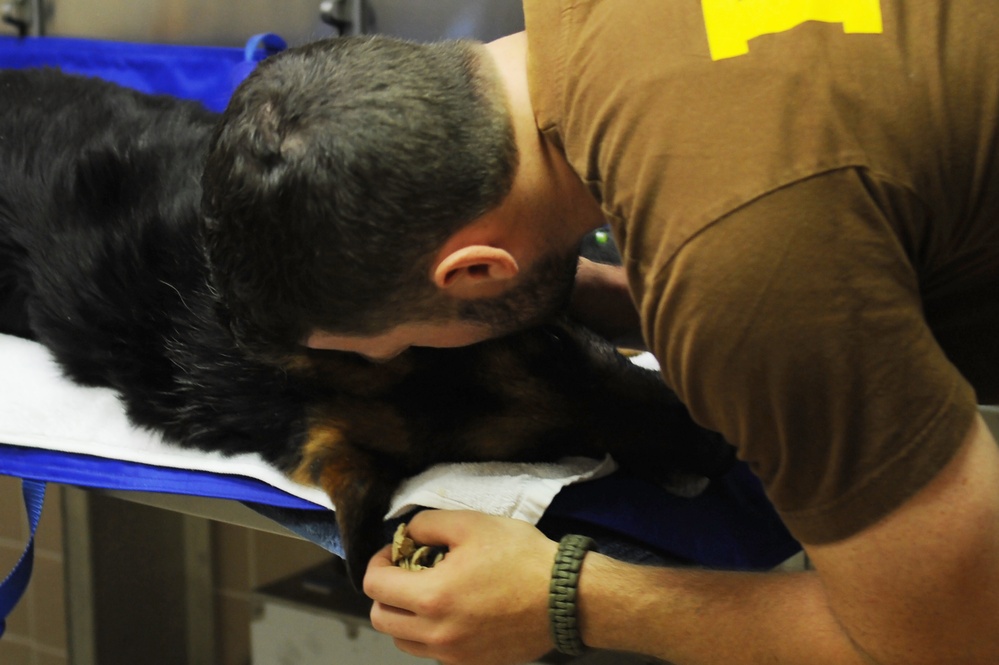 Military working dog receives military honors
