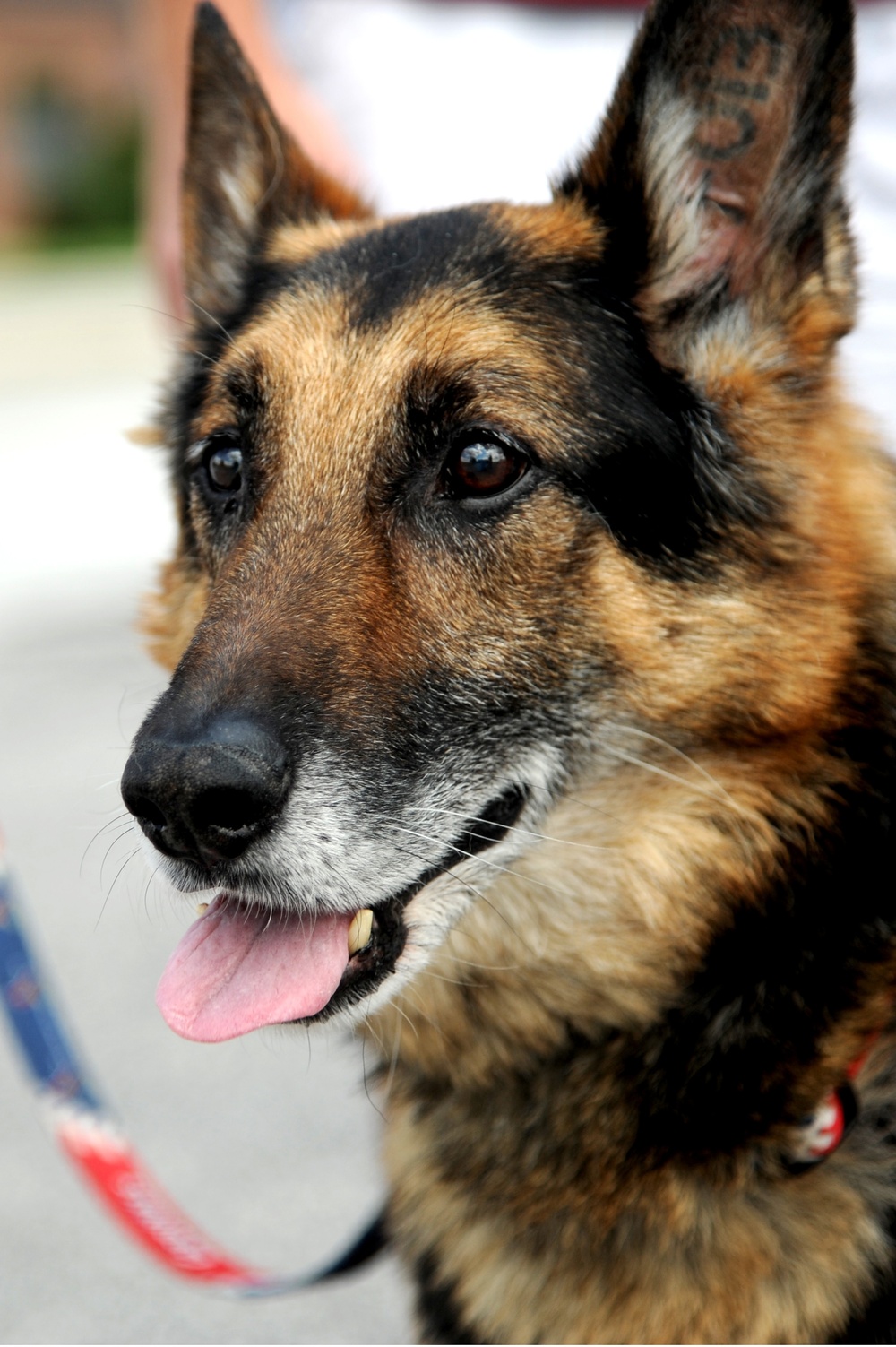 Military Working Dog receives military honors