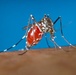 Mosquito-borne viruses hit summer peak, WNV discovered on Fort McNair