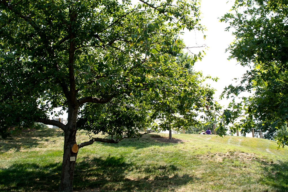 Transplanting history: ANC Medal of Honor memorial trees remember branches of America’s past