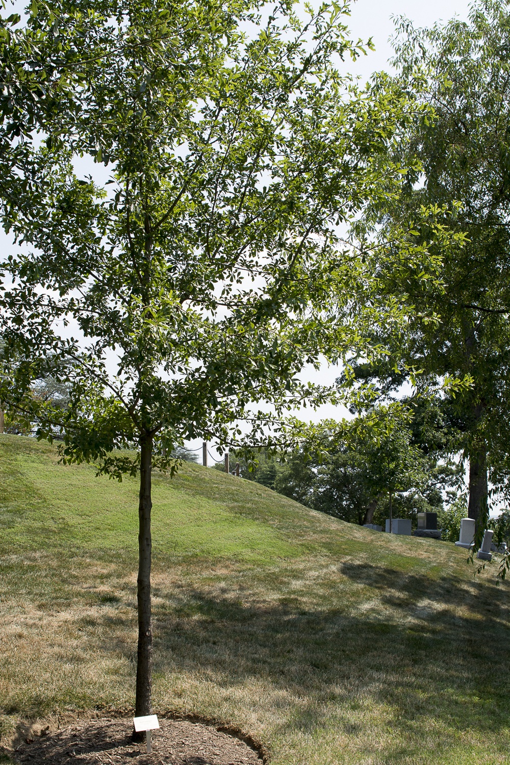 Transplanting history: ANC Medal of Honor memorial trees remember branches of America’s past