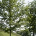 Transplanting history: ANC Medal of Honor memorial trees remember branches of America’s past