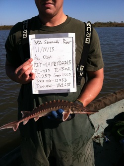 Corps, South Carolina biologists track sturgeon in Savannah River