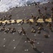 Golf Co. BLT 2/1 conducts PT on the flight deck of the USS Makin Island