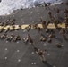 Golf Co. BLT 2/1 conducts PT on the flight deck of the USS Makin Island