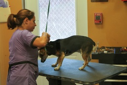 Providing care to your furry family