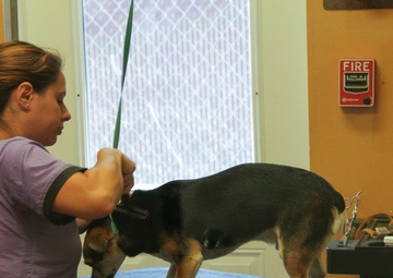 Providing care to your furry family