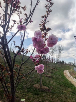 Reserve Marine donates cherry blossom trees to Quantico museum