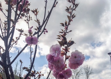 Reserve Marine donates cherry blossom trees to Quantico museum