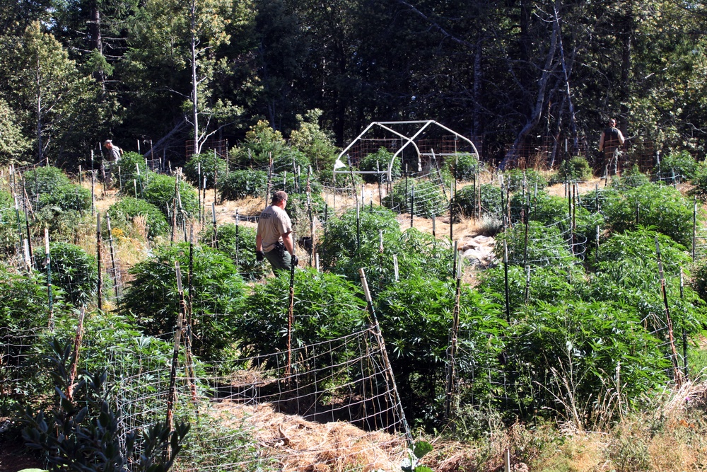California Counterdrug Task Force supports Operation Yurok