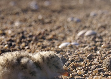 2014 Interior Least Tern surveys complete