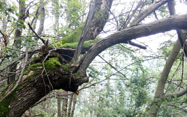 Immediate Response 14 participants visit Battle of Isonzo site in Slovenia