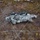 US Army Europe Expert Field Medical Badge (EFMB) competition 2014