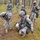 US Army Europe Expert Field Medical Badge (EFMB) competition 2014