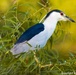 Black-crowned night-heron spotted at Corps of Engineers wetland near downtown Dallas