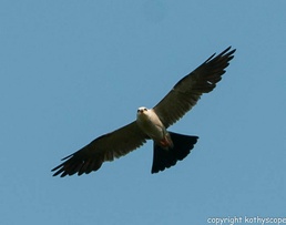 Mississippi kite watches over Corps wetlands domain in Dallas