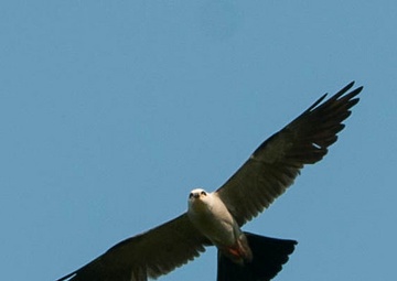 Corps of Engineers acts to protect new wildlife habitat in Dallas
