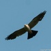 Mississippi kite watches over Corps wetlands domain in Dallas