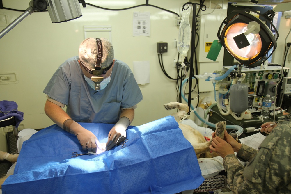 Veterinarian performs surgery during IRT exercise