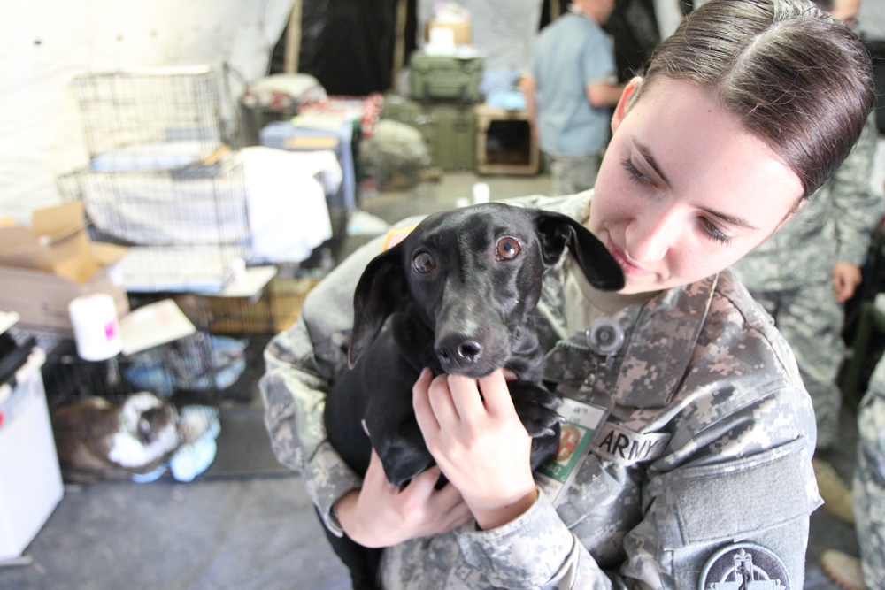 Army Reserve animal care specialist comforts