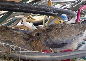 Kandahar DLA Disposition Services employees protect bird’s nest