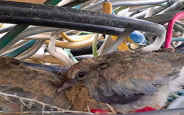 Kandahar DLA Disposition Services employees protect bird’s nest