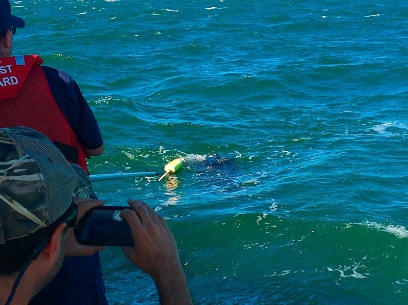 Coast Guard, Coastal Studies Center save turtle near Quicks Hole, Massachusetts