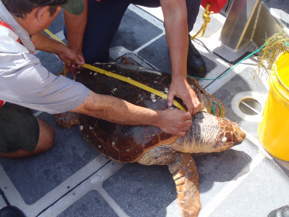 DVIDS - Images - Coast Guard helps rescue loggerhead sea turtle in NC ...