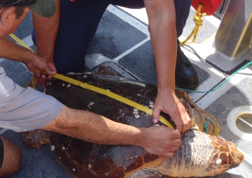 Coast Guard helps rescue loggerhead sea turtle in NC