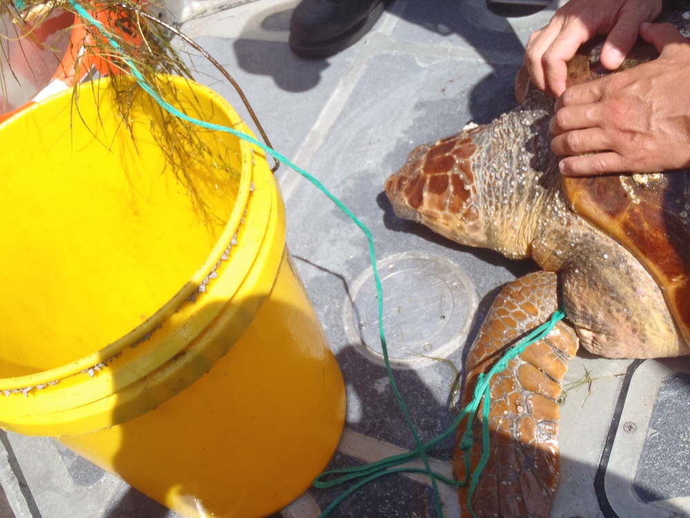 Coast Guard helps rescue loggerhead sea turtle in NC