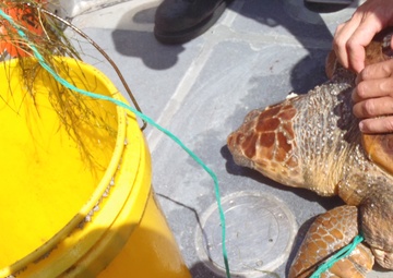 Coast Guard helps rescue loggerhead sea turtle in NC